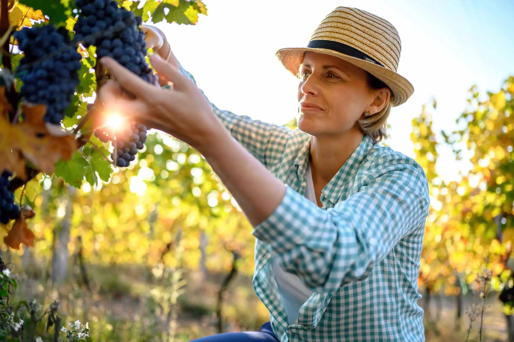 Smiling vintner examining grapes in vineyard