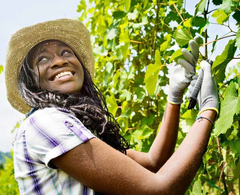 smiling-african-girl-vineyard-1